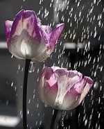 صبا_2009