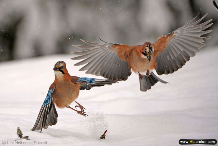 wildlife_12.jpg