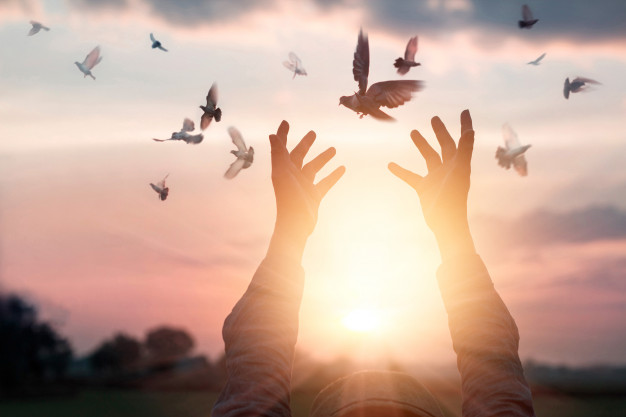 woman-praying-free-bird-enjoying-nature-sunset-background-hope-concept_34200-256.jpg
