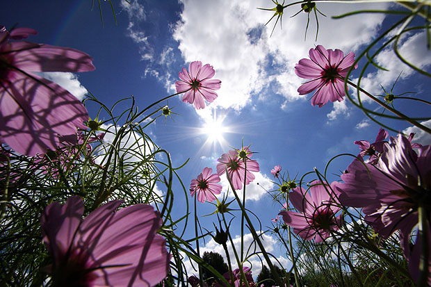 purple-flowers.jpg